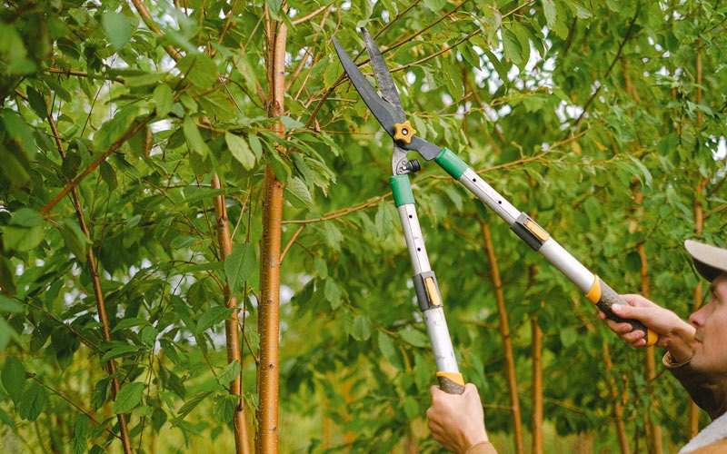 Tree trimming in Grovertown, IN